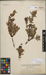 Foto von Salix foetida Schleich. ex DC. x Salix waldsteiniana Willd.